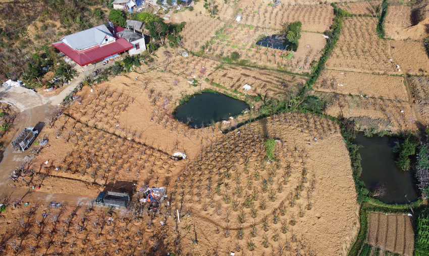 Cho sắc đào thắm lại ảnh 10