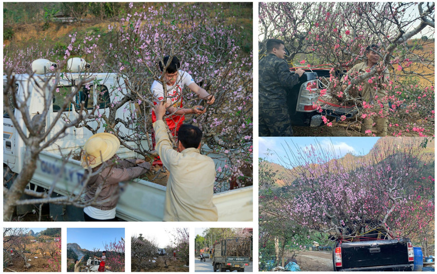 Cho sắc đào thắm lại ảnh 2 Cho sắc đào thắm lại ảnh 2