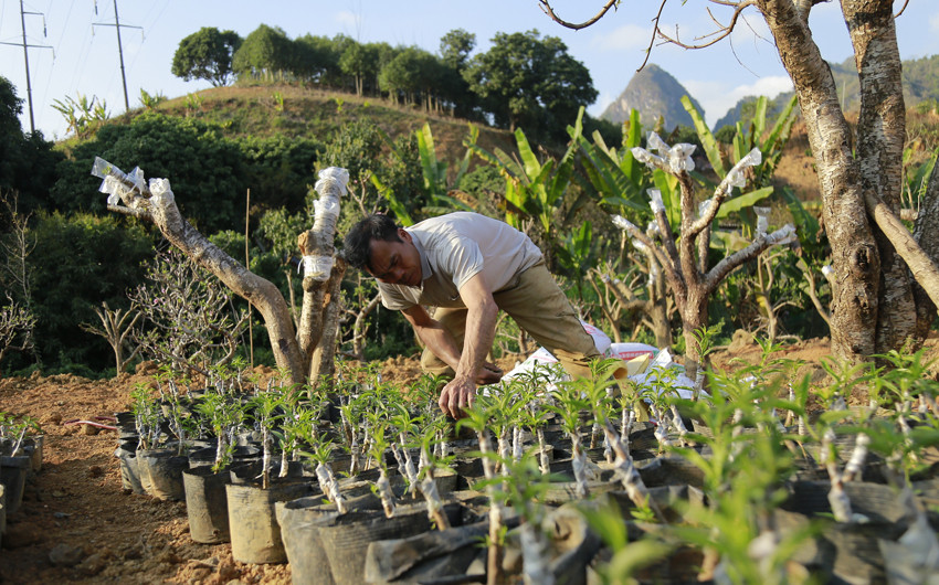 Cho sắc đào thắm lại ảnh 9