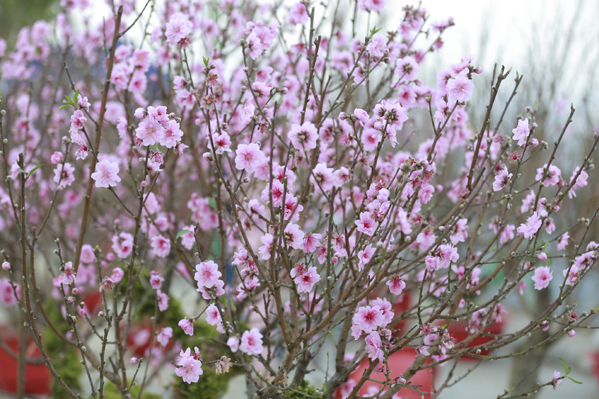 Cho sắc đào thắm lại ảnh 12