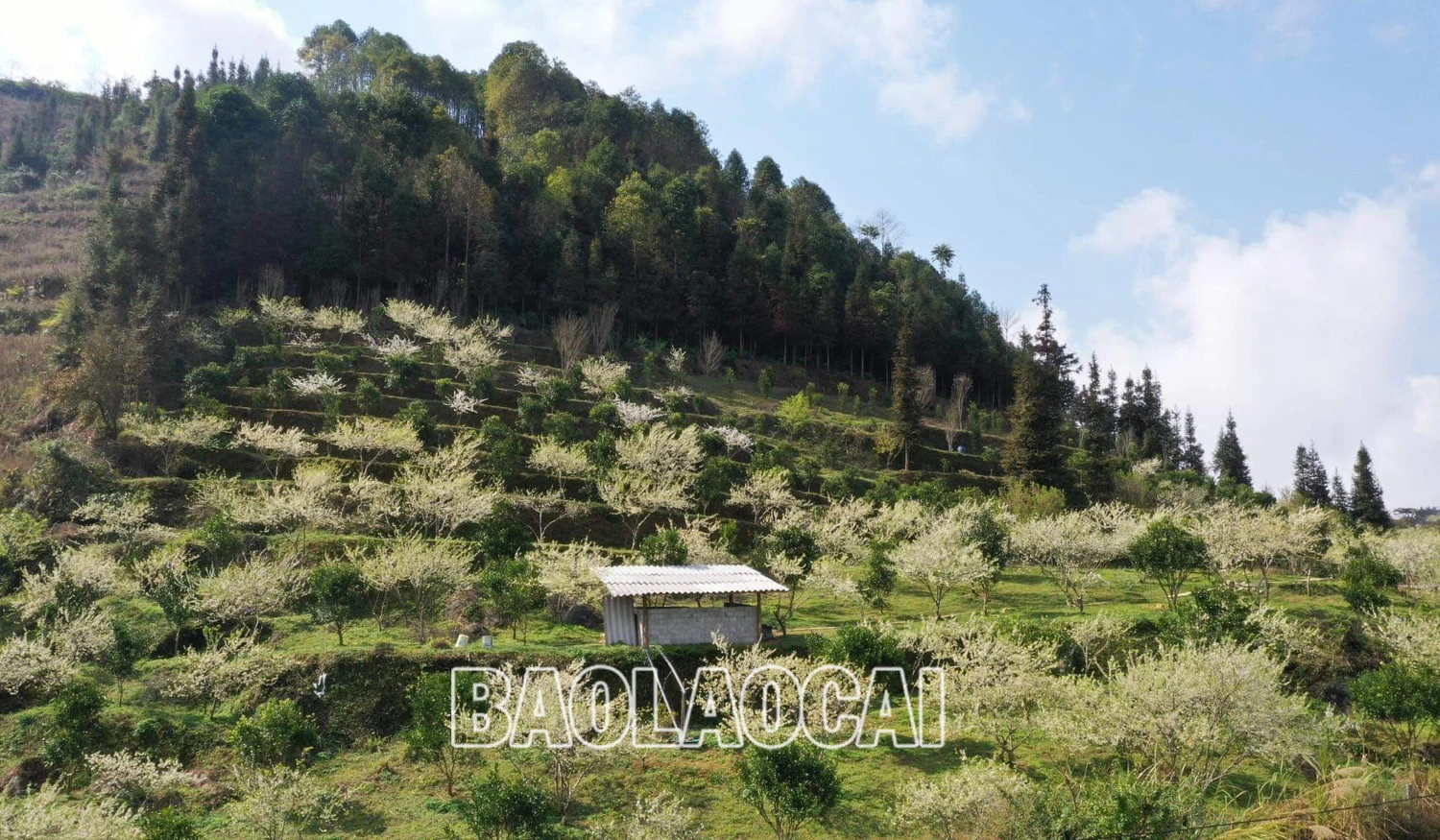 Bắc Hà mùa hoa mận nở tạo nên bức tranh phong cảnh thiên nhiên tuyệt đẹp. Ảnh: Dương Toản Hoa mận bên những nóc nhà của đồng bào người Mông. Trên cao nguyên Bắc Hà hoa mận nở nhiều ở thung lũng Tà Chải, Lầu Thí Ngài và trên vùng cao Bản Phố, Tả Van Chư… Thiếu nữ vùng cao du xuân mùa hoa mận nở. Sắc hoa tinh khôi phủ trắng núi rừng. Vẻ đẹp tinh khôi của hoa mận thu hút hàng nghìn lượt du khách đến chiêm ngưỡng.