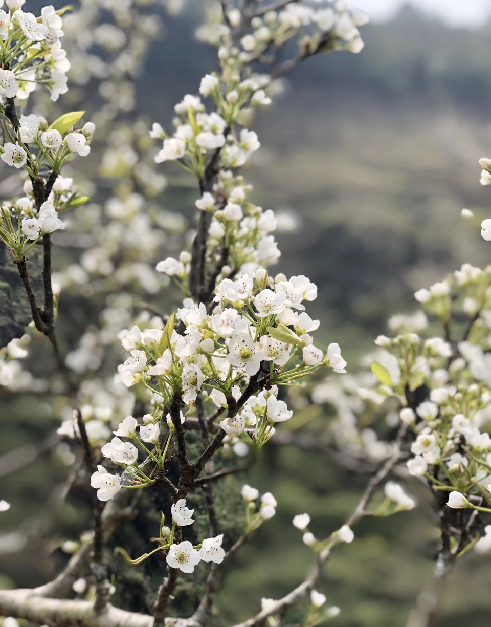Hoa lê bung nở, tạo nên cảnh sắc quyến rũ.