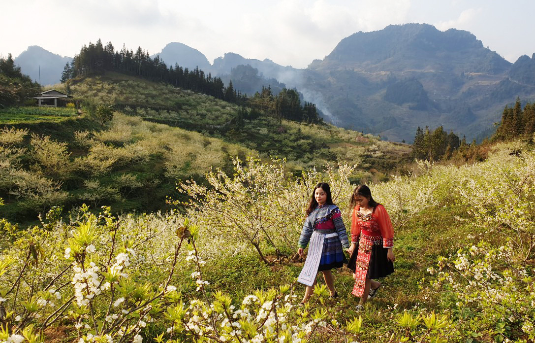 Du khách thích thú ngắm hoa mận trắng Bắc Hà ảnh 7 Du khách thích thú ngắm hoa mận trắng Bắc Hà ảnh 7