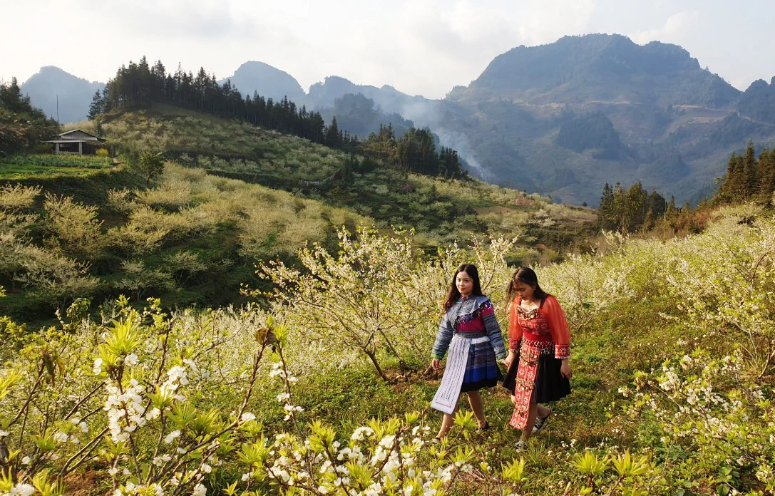 Du khách thích thú ngắm hoa mận trắng Bắc Hà ảnh 7