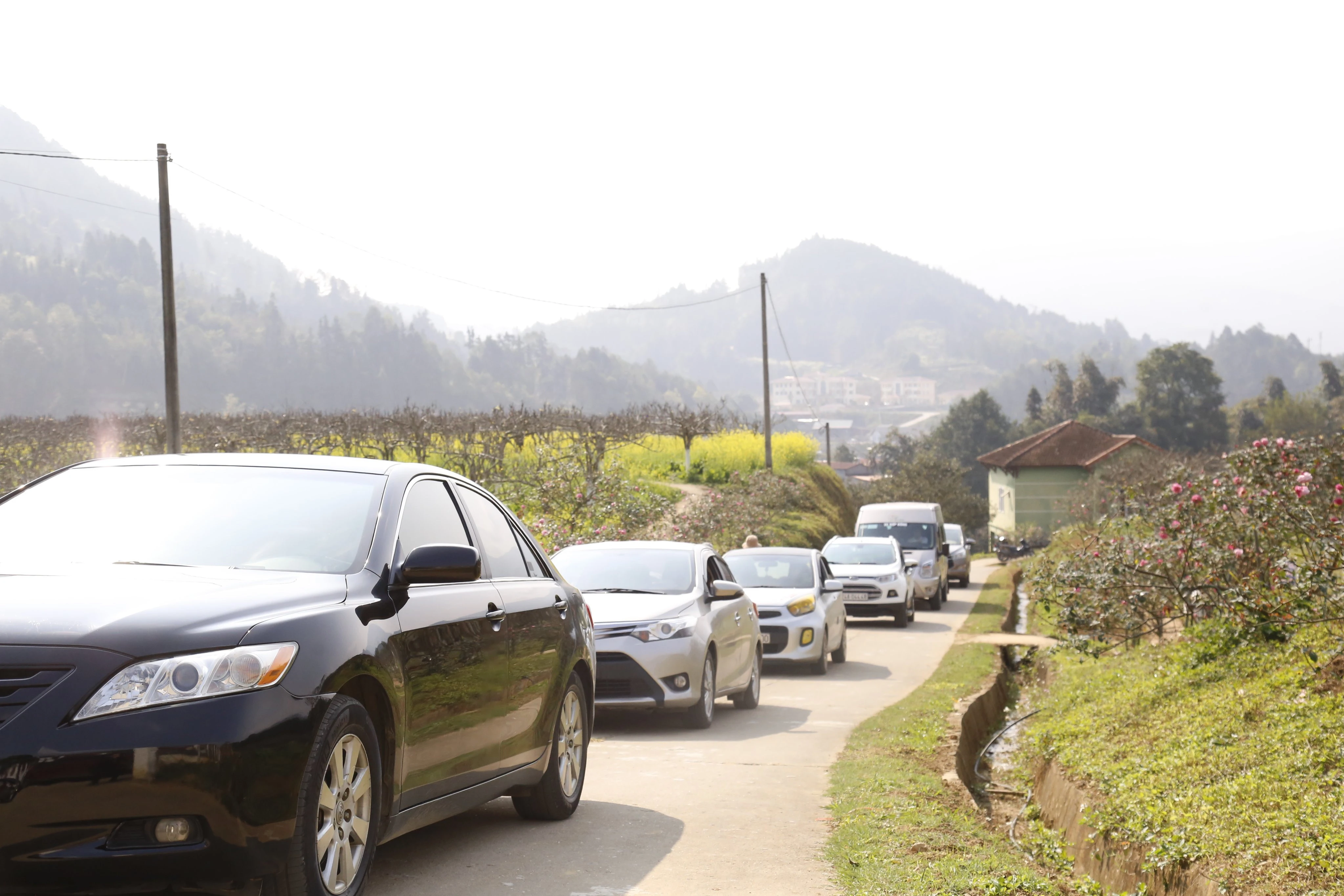 Du khách thích thú ngắm hoa mận trắng Bắc Hà ảnh 8