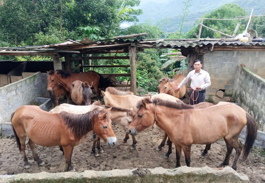 Đàn ngựa của gia đình ông Chảo Chìu Lùng sinh trưởng, phát triển tốt.