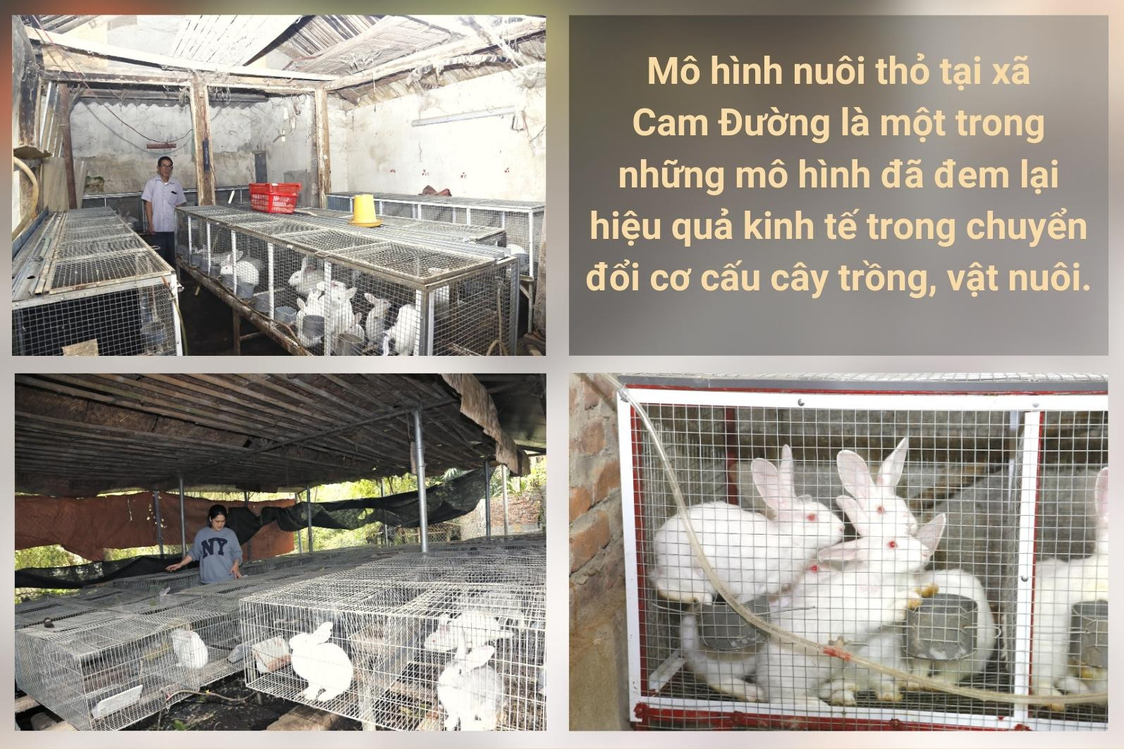 Hiệu quả mô hình nuôi thỏ tại xã Cam Đường ảnh 4