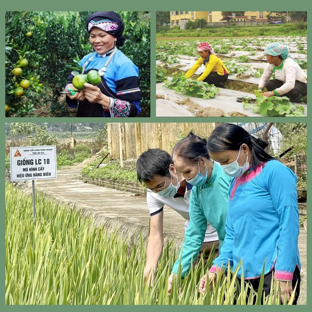 Sau gần 8 năm triển khai, nguồn vốn này đã “tiếp sức” cho hàng nghìn hộ mới thoát nghèo trên địa bàn tỉnh đầu tư phát triển sản xuất, kinh doanh, từ đó thoát nghèo bền vững.