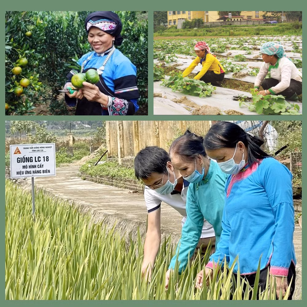 Sau gần 8 năm triển khai, nguồn vốn này đã “tiếp sức” cho hàng nghìn hộ mới thoát nghèo trên địa bàn tỉnh đầu tư phát triển sản xuất, kinh doanh, từ đó thoát nghèo bền vững.