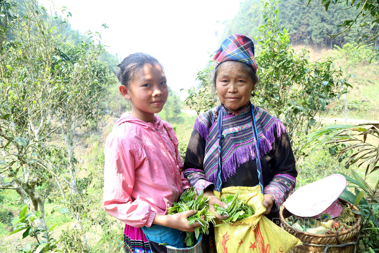 Gian nan nghề hái chè cổ thụ trên núi cao Tả Thàng ảnh 10 Gian nan nghề hái chè cổ thụ trên núi cao Tả Thàng ảnh 10