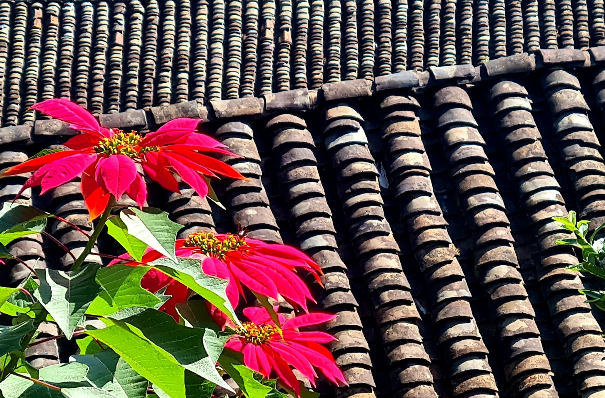 Vẻ đẹp của mái ngói âm dương tạo nên đặc trưng riêng cho kiến trúc nhà ở của đồng bào Nùng ở vùng cao Lào Cai.