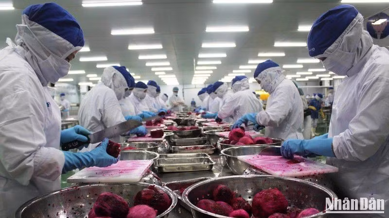 Công nhân một dây chuyền sản xuất của Công ty Lavi Food, Bến Lức, Long An. (Ảnh: THANH PHONG)