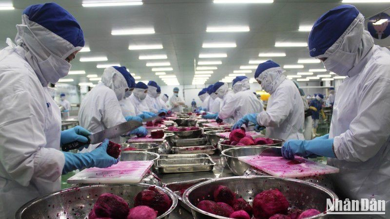 Cơ cấu “dân số vàng” và những thách thức với Việt Nam ảnh 1 Công nhân một dây chuyền sản xuất của Công ty Lavi Food, Bến Lức, Long An. (Ảnh: THANH PHONG)