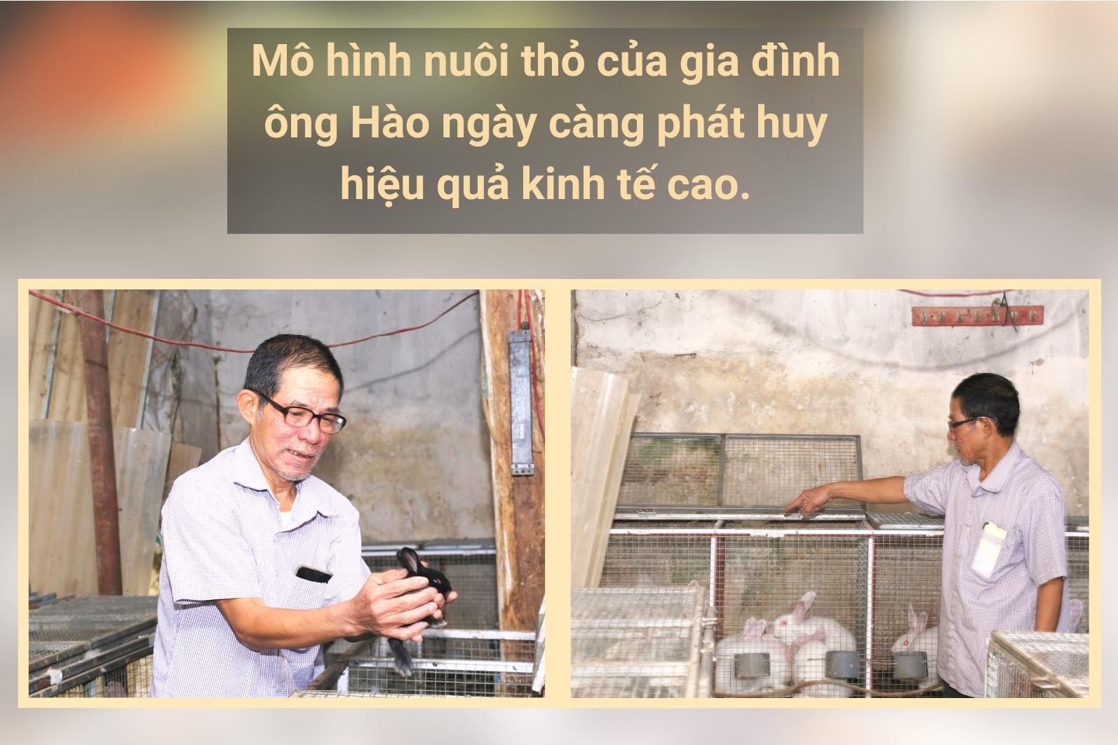 Hiệu quả mô hình nuôi thỏ tại xã Cam Đường ảnh 3