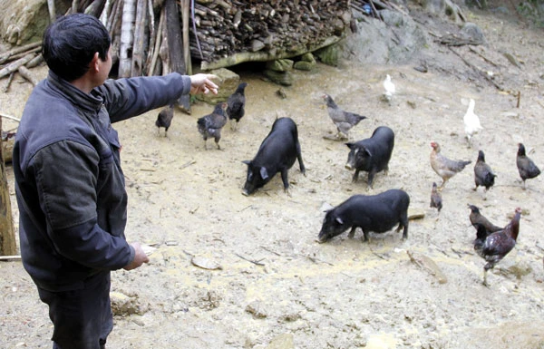 Trưởng thôn Giàng Dính và "đàn gà thuốc".