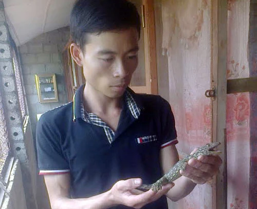 Anh Viên đang giới thiệu về giống tắc kè miền Bắc