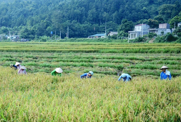 Nông dân Bát Xát thu hoạch lúa giống.