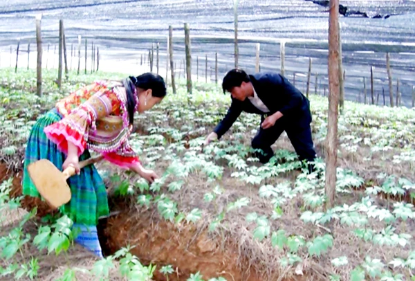 Người dân xã Mản Thẩn chăm sóc cây tam thất. Người dân xã Mản Thẩn chăm sóc cây tam thất.