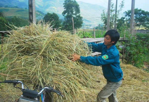 Cánh đồng lúa chín vàng ở Dền Sáng. Người dân Dền Sáng tranh thủ thời tiết thuận lợi thu hoạch lúa. Một vụ mùa bội thu với nông dân nơi đây. Những bao thóc căng đầy được vận chuyển về nhà. Phơi thóc. Chở rơm về làm thức ăn cho gia súc.