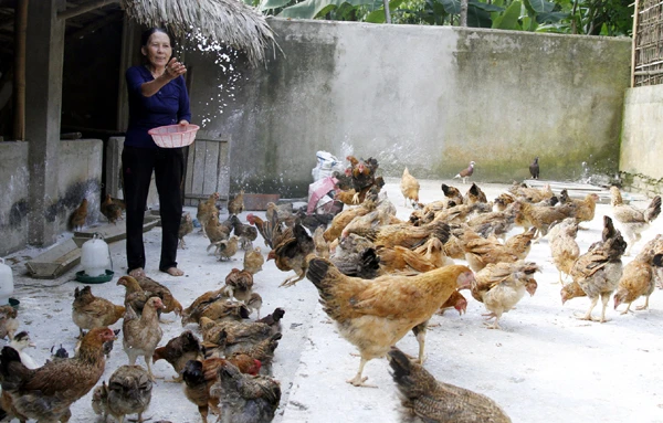 Mô hình chăn nuôi cho thu nhập cao của nông dân xã Văn Sơn.