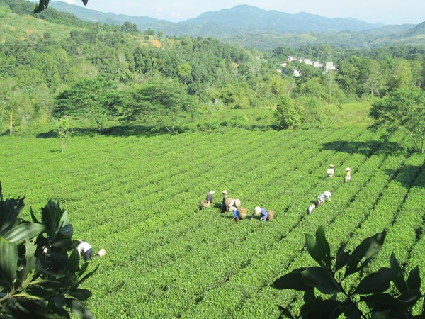Nông dân xã Phú Nhuận thu hoạch chè.