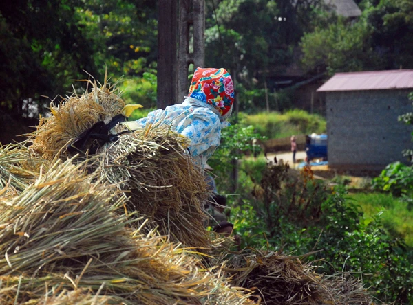 Cánh đồng lúa chín vàng ở Dền Sáng. Người dân Dền Sáng tranh thủ thời tiết thuận lợi thu hoạch lúa. Một vụ mùa bội thu với nông dân nơi đây. Những bao thóc căng đầy được vận chuyển về nhà. Phơi thóc. Chở rơm về làm thức ăn cho gia súc.
