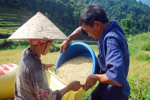 Cánh đồng lúa chín vàng ở Dền Sáng. Người dân Dền Sáng tranh thủ thời tiết thuận lợi thu hoạch lúa. Một vụ mùa bội thu với nông dân nơi đây. Những bao thóc căng đầy được vận chuyển về nhà. Phơi thóc. Chở rơm về làm thức ăn cho gia súc.