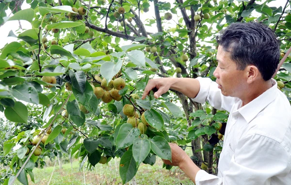 Cây lê Tai Nung mở ra triển vọng xóa đói, giảm nghèo cho người dân Kin Chu Phìn, xã Nậm Pung (Bát Xát).