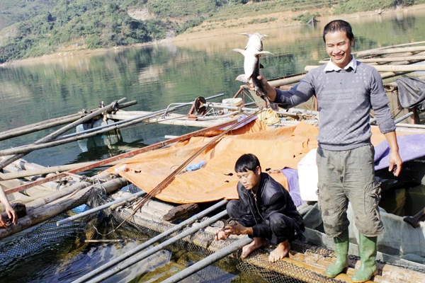 Phát triển nuôi cá đặc hữu trên hồ Thủy điện Bắc Hà nhờ vốn vay nông nghiệp, nông thôn.