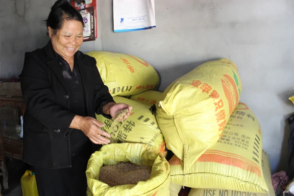 Bà Vàng Thị Mủi được nhiều người xác nhận là người đầu tiên đưa giống lúa Séng cù về trồng trên đất Mường Khương.