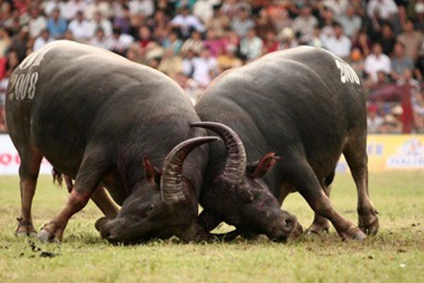 Hội chọi trâu đầu xuân sẽ là hoạt động được tổ chức thường niên.