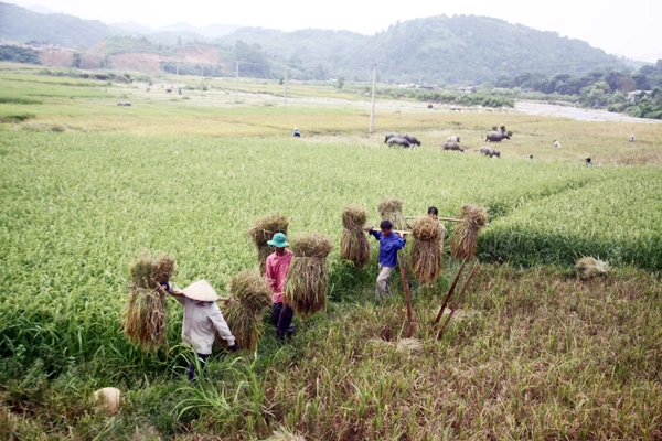 Thu hoạch lúa Séng cù.