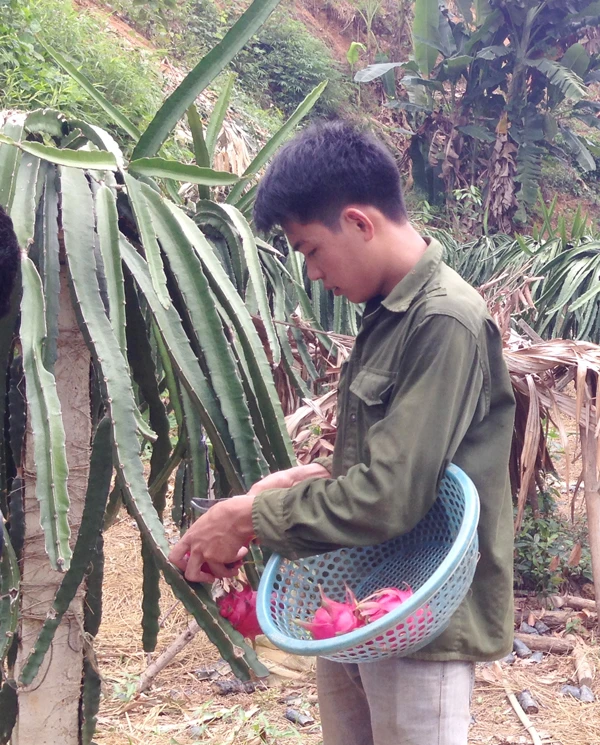 Nguyễn Đức Quý là một trong những người đầu tiên đưa cây thanh long về trồng ở Hòn Nón.