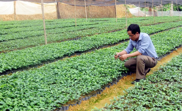 Vườn ươm quế giống tại Bảo Yên.