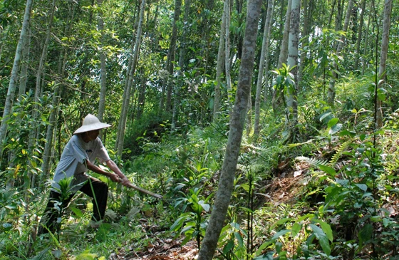 Người dân xã Trì Quang chăm sóc rừng trồng.