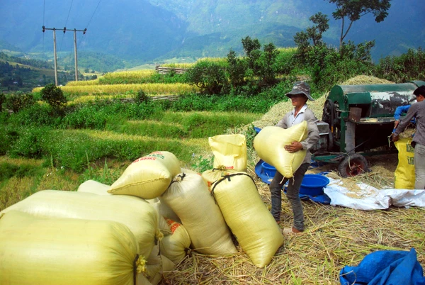 Cánh đồng lúa chín vàng ở Dền Sáng. Người dân Dền Sáng tranh thủ thời tiết thuận lợi thu hoạch lúa. Một vụ mùa bội thu với nông dân nơi đây. Những bao thóc căng đầy được vận chuyển về nhà. Phơi thóc. Chở rơm về làm thức ăn cho gia súc.