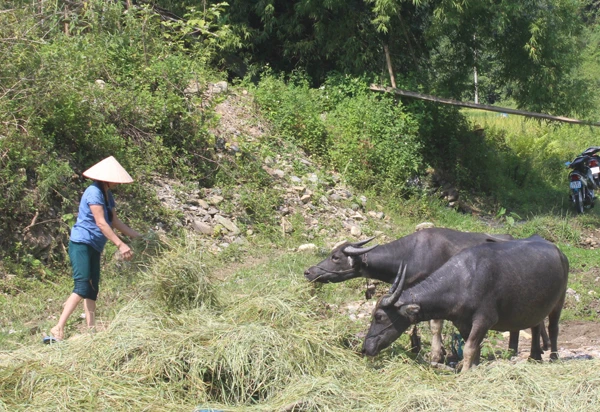 Tích trữ rơm khô cho gia súc trước mùa đônggiúp giảm tình trạng vật nuôi bị chết đói.