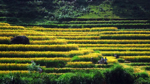 Cánh đồng lúa chín vàng ở Dền Sáng. Người dân Dền Sáng tranh thủ thời tiết thuận lợi thu hoạch lúa. Một vụ mùa bội thu với nông dân nơi đây. Những bao thóc căng đầy được vận chuyển về nhà. Phơi thóc. Chở rơm về làm thức ăn cho gia súc.