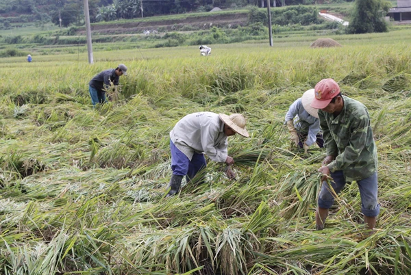 Nông dân Mường Vi thu hoạch lúa Séng cù.