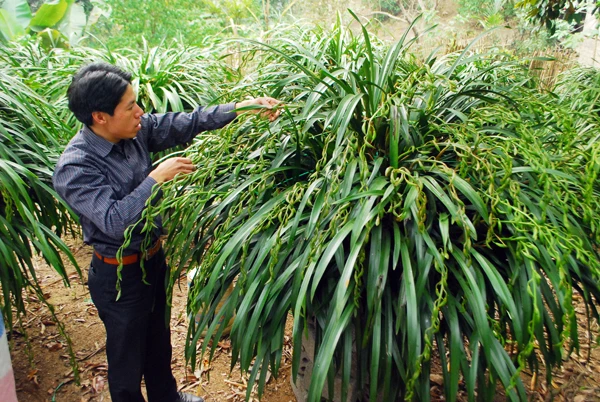 Anh Thắng chăm sóc hoa địa lan.
