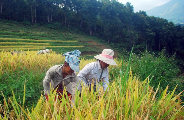Cánh đồng lúa chín vàng ở Dền Sáng. Người dân Dền Sáng tranh thủ thời tiết thuận lợi thu hoạch lúa. Một vụ mùa bội thu với nông dân nơi đây. Những bao thóc căng đầy được vận chuyển về nhà. Phơi thóc. Chở rơm về làm thức ăn cho gia súc.