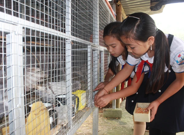 Các em học sinh cho chim bồ câu Pháp ăn.
