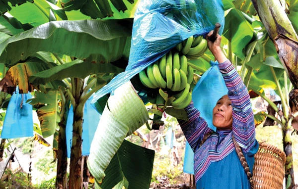 Trồng chuối xuất khẩu - người dân Lũng Pô đang phủ xanh đất trồng và xoá nghèo, làm giàu.