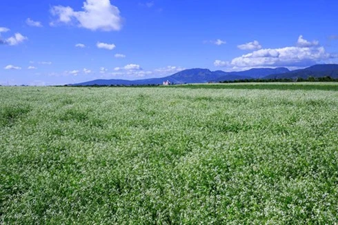 Đà Lạt là địa danh không chỉ nổi danh với dã quỳ mà còn gây sốt với hoa cải trắng, hướng dương.
