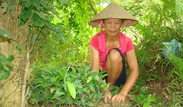 Người dân thôn 1 Vài Siêu, xã Thượng Hà kiểm tra chất lượng cây quế giống trước khi đem trồng.