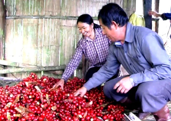 Mô hình trồng thảo quả thu nhâp hơn 200 triệu đồng/năm tại xã Bản Liền (Bắc Hà). Mô hình trồng thảo quả thu nhâp hơn 200 triệu đồng/năm tại xã Bản Liền (Bắc Hà).