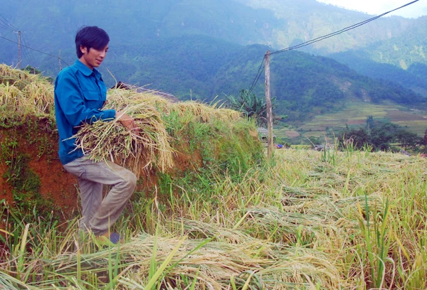 Cánh đồng lúa chín vàng ở Dền Sáng. Người dân Dền Sáng tranh thủ thời tiết thuận lợi thu hoạch lúa. Một vụ mùa bội thu với nông dân nơi đây. Những bao thóc căng đầy được vận chuyển về nhà. Phơi thóc. Chở rơm về làm thức ăn cho gia súc.