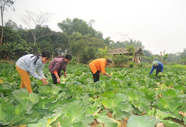 Chính sách hỗ trợ lãi suất tiền vay ngân hàng sẽ tạo đà cho các hộ nghèo trên địa bàn tỉnh phát triển sản xuất.
