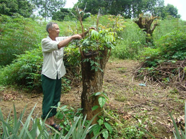 Người dân xã Xuân Quang thực hiện ghép nhãn. Ảnh: Tô Dung