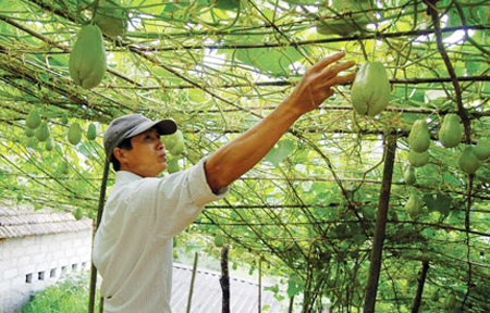Người trồng su su đã vơi dần nỗi lo được mùa, mất giá khi mô hình su su sấy đi vào hoạt động.